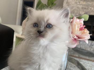 Yourchoice - Ragdoll - Gallery Photo #1