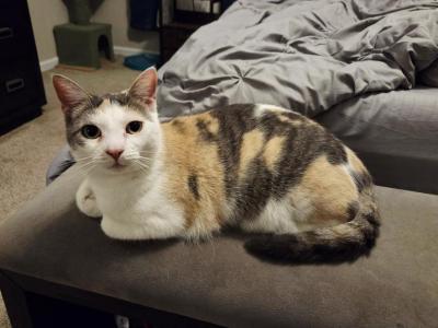 Siggy - Domestic - Gallery Photo #1