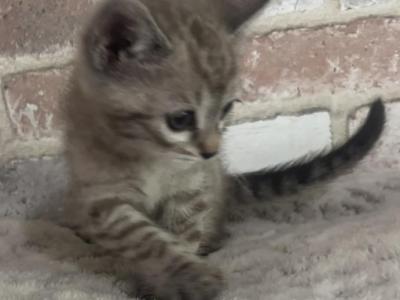 Pipi The Sweetest Bengal - Bengal - Gallery Photo #1