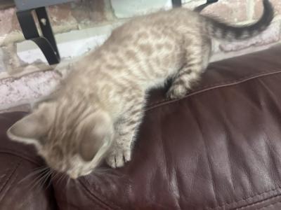 Pipi And Luno Snow Bengals - Bengal - Gallery Photo #1