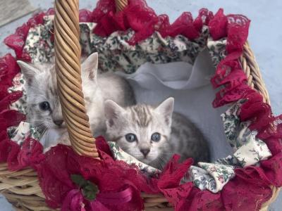 Snow Bengals - Bengal - Gallery Photo #1