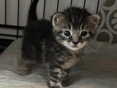 Poly Tiger Lily Of Topaz - Polydactyl - Gallery Photo #1