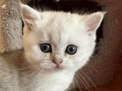Lisa - British Shorthair - Gallery Photo #1