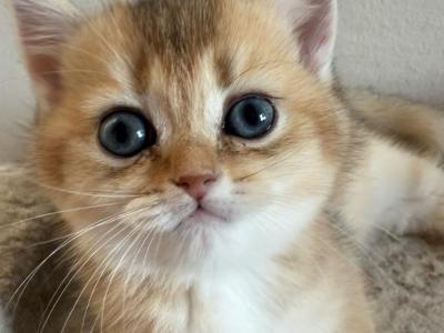 William - British Shorthair - Gallery Photo #1