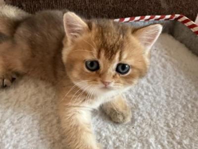 Pavel - British Shorthair - Gallery Photo #1