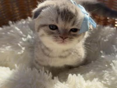 Cody Scottish Fold Kitten - Scottish Fold - Gallery Photo #1