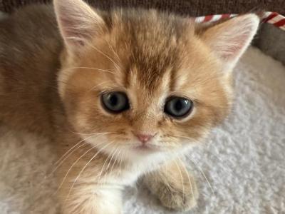 Pavel - British Shorthair - Gallery Photo #1