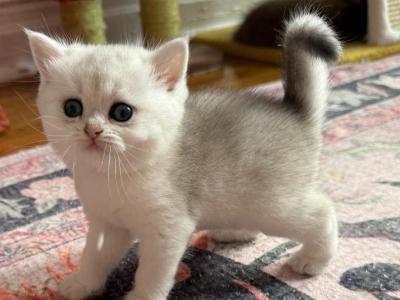 Maria - British Shorthair - Gallery Photo #1