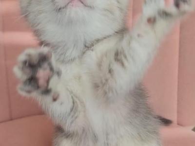 Kiara - Scottish Fold - Gallery Photo #1