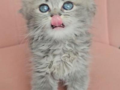 Arrascaeta - British Shorthair - Gallery Photo #1