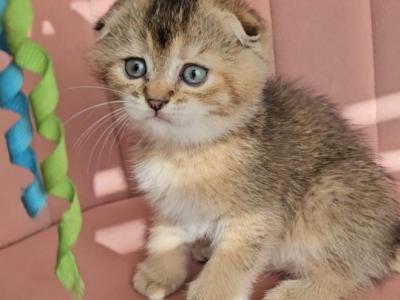 Jack - Scottish Fold - Gallery Photo #1