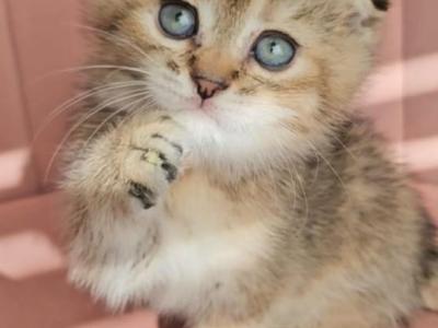 Daniel - Scottish Fold - Gallery Photo #1