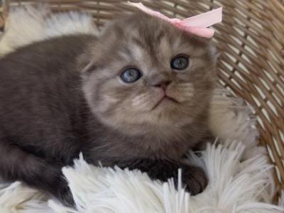 Chocolate Scottish Fold Kitten - Scottish Fold - Gallery Photo #1
