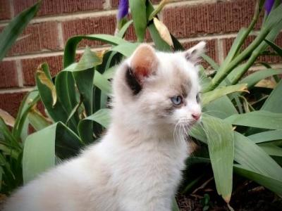 Cupcake - Domestic - Gallery Photo #1