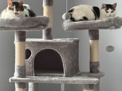 Rose And Ruby - Domestic - Gallery Photo #1