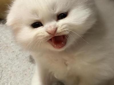 Mr Green - Scottish Fold - Gallery Photo #1