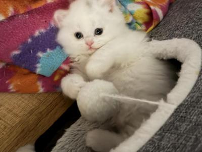 Mr Blue - Scottish Straight - Gallery Photo #1