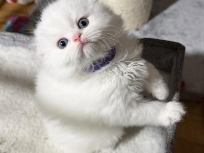 Mrs Violet - Scottish Fold - Gallery Photo #1