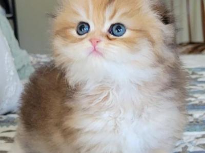 Scottish Fold Folded Female Kitten - Scottish Fold - Gallery Photo #1