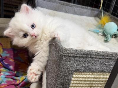 Mr Orange - Scottish Straight - Gallery Photo #1