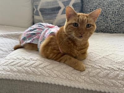 Max - Domestic - Gallery Photo #1