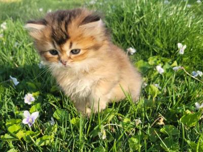 Brownie - British Shorthair - Gallery Photo #1