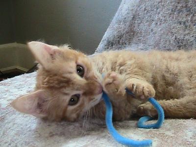 Dalton Curly Skookum - Munchkin - Gallery Photo #1