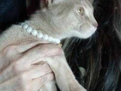 Fawn Fairytale Boy - Abyssinian - Gallery Photo #1