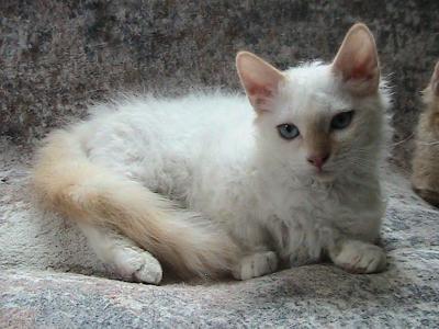Dupree Curly Skookum - LaPerm - Gallery Photo #1