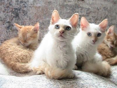 Dolly Curly Skookum - Munchkin - Gallery Photo #1