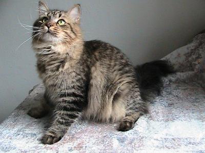 Levi Siberian - Siberian - Gallery Photo #1