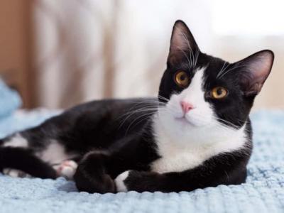 Flan - American Shorthair - Gallery Photo #1