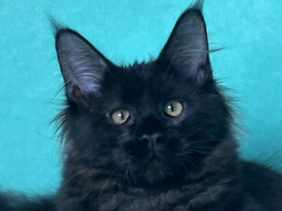 Hassi - Maine Coon - Gallery Photo #1