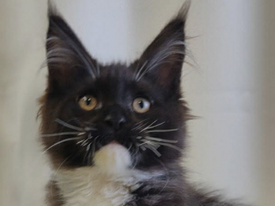 Midas - Maine Coon - Gallery Photo #1