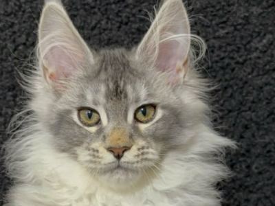 Rasa - Maine Coon - Gallery Photo #1