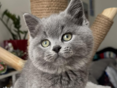 Stasik - British Shorthair - Gallery Photo #1