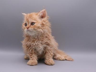 Oscar - Selkirk Rex - Gallery Photo #1