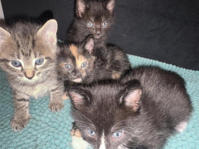 Umis Litter - Russian Blue - Gallery Photo #1