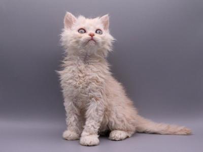 Ica - Selkirk Rex - Gallery Photo #1