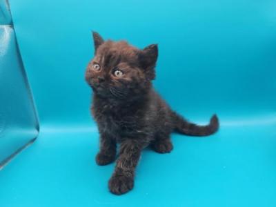 Wooly Bugger - Selkirk Rex - Gallery Photo #1