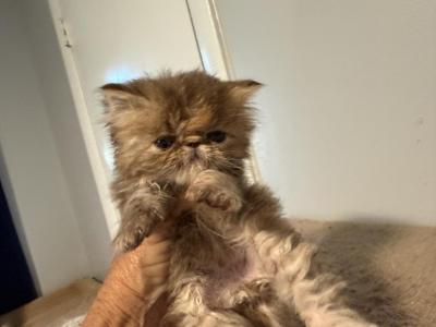 Chocolate Tabby Kittens - Exotic - Gallery Photo #1