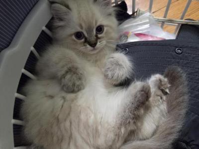 Alice - Ragdoll - Gallery Photo #1