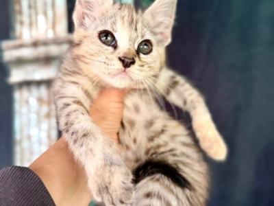 Savannah F2  Female - Savannah - Gallery Photo #1