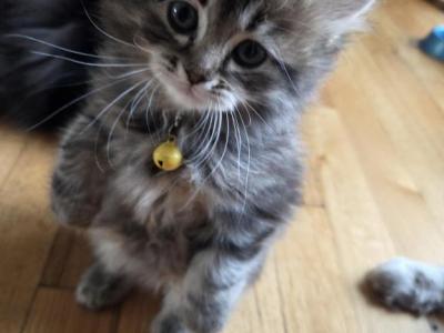 Nana - Ragdoll - Gallery Photo #1