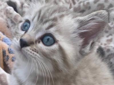 The Seven Wonders - Bengal - Gallery Photo #1