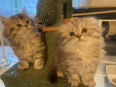 Fluffy Scottish Kittens - Scottish Fold - Gallery Photo #1
