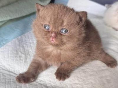 Chocolate Scottish Kitten Male - Scottish Straight - Gallery Photo #1