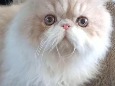 SEE PICS Beautiful CFA PERSIAN Kittens - Persian - Gallery Photo #1