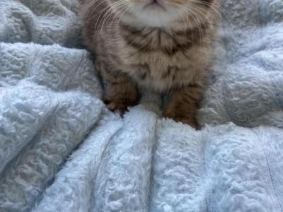 Tiger Scottish Kitten - Scottish Straight - Gallery Photo #1