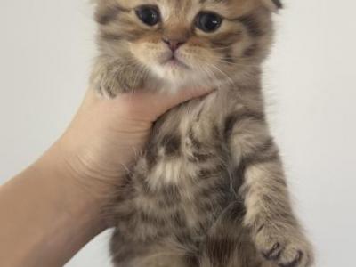 Tabby Scottish Fold Kitten - Scottish Fold - Gallery Photo #1